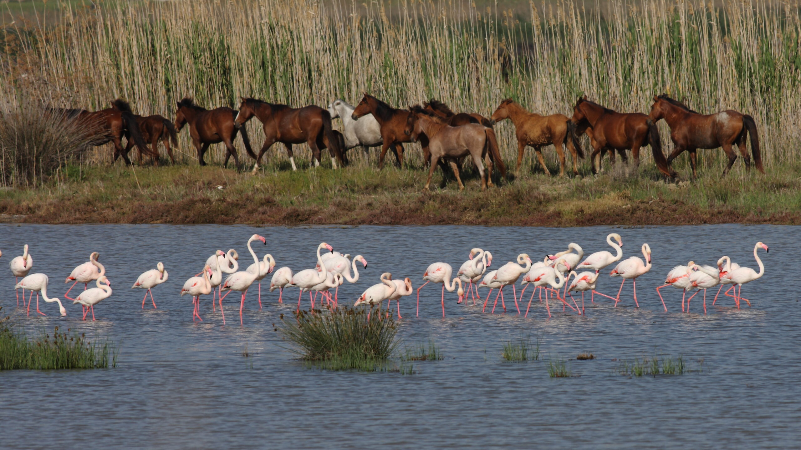 İzmir’in doğasını yok edecek seçim vaadine tepki: Körfez Geçiş Projesi yok etmenin reçetesidir. 