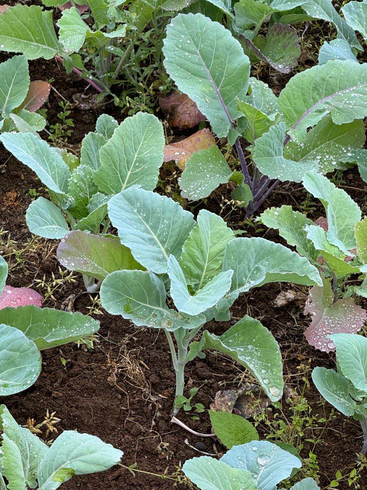 Karadeniz Ekonomisinin Görünmeyen Kahramanları