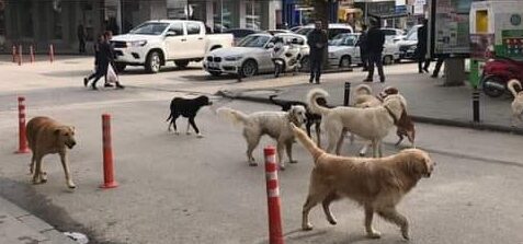 İçişleri Bakanlığı'ndan Sahipsiz Sokak Hayvanlarıyla İlgili Üç Belediye Başkanına Soruşturma İzni