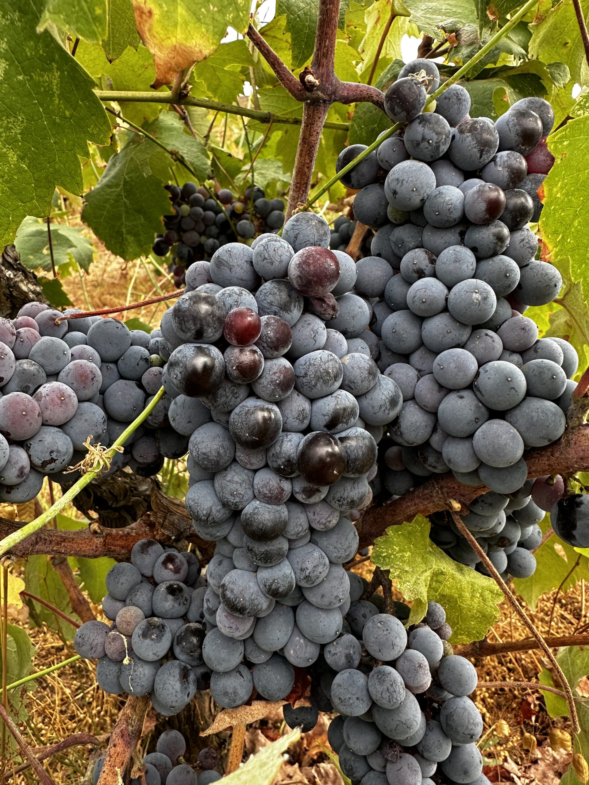 Avşa’da Ada Karası Üzüm Hasadı: ‘Bir Başka Avşa’ Etkinlikleri Başlıyor