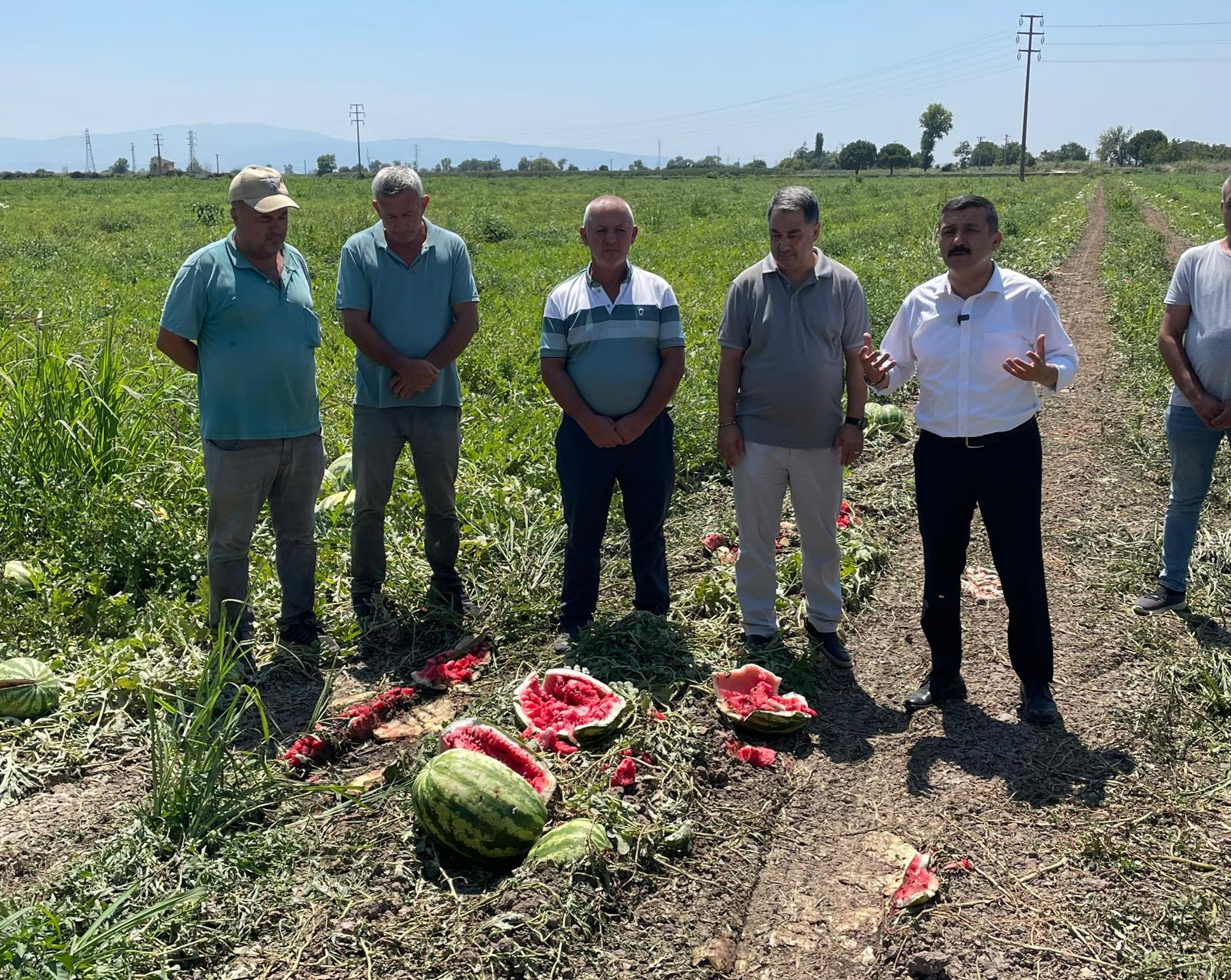 Karpuz Tarlalarında İçler Acıtan Manzara: Karpuzlar Çürüyüp Gidiyor