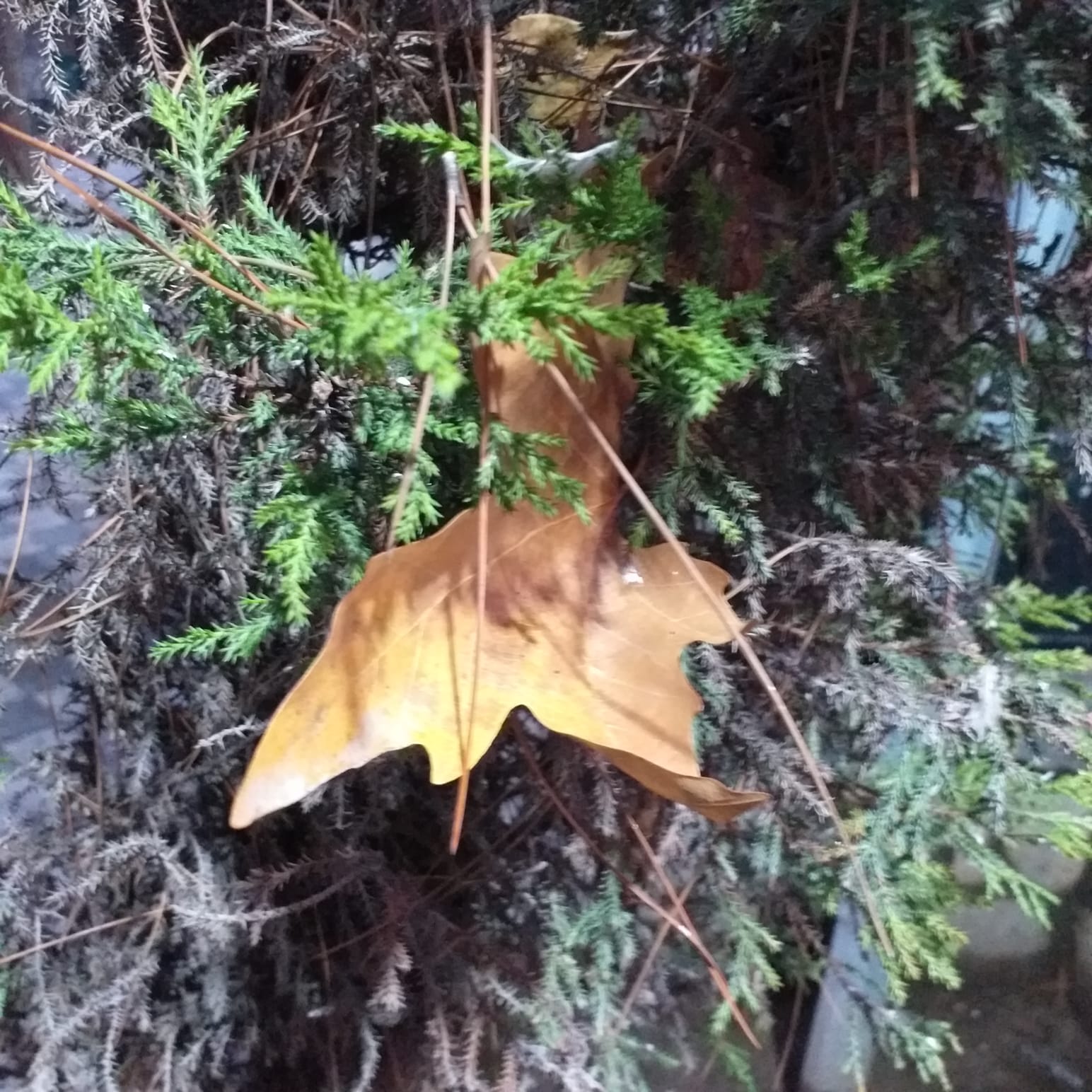 Doğanın Sanatı: Tropik Gün Batımından Doğal Bir Patika Yola  