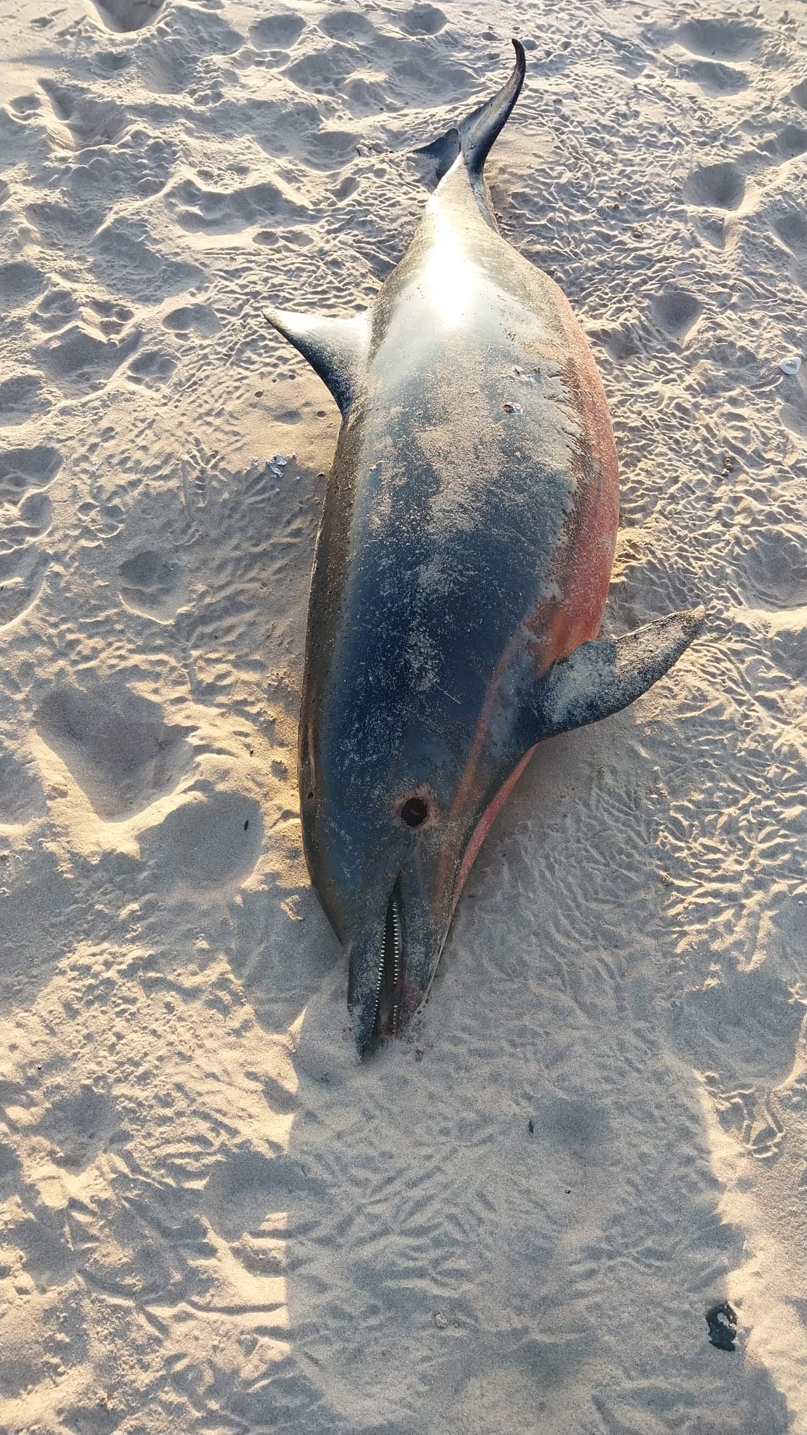 Şile Sahilinde Üzücü Olay: Yunus Balığı Zıpkınla Vurulmuş Halde Ölü Bulundu