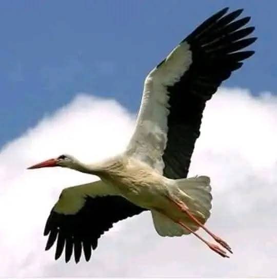 İstanbul Semalarında Sürpriz Misafirler: Leylekler Şehre Akın Etti!