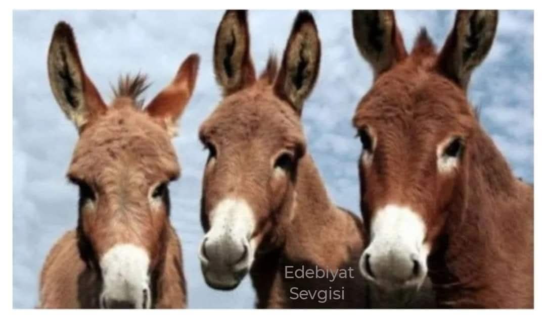 Türkiye’de Eşek Sayısında Şok Edici Düşüş: Son 32 Yılda %92 Kayıp!