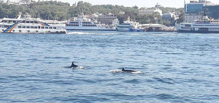 İstanbul Boğazı’nda Tarihi An: Yunuslar Şov Yaptı, Vatandaşlar Büyülendi!