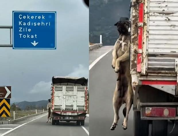 Zile-Çekerek Yolunda Vicdansızlık: Kamyon Kasasında Asılı Köpek Tepki Çekti