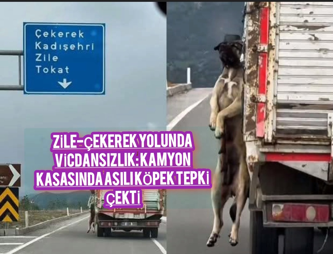 Zile-Çekerek Yolunda Vicdansızlık: Kamyon Kasasında Asılı Köpek Tepki Çekti