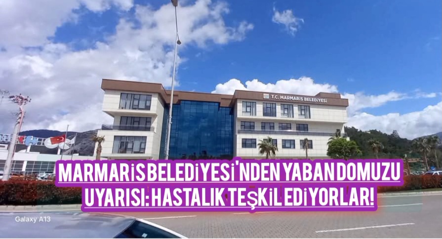 Marmaris Belediyesi’nden Yaban Domuzu Uyarısı: Hastalık Teşkil Ediyorlar!