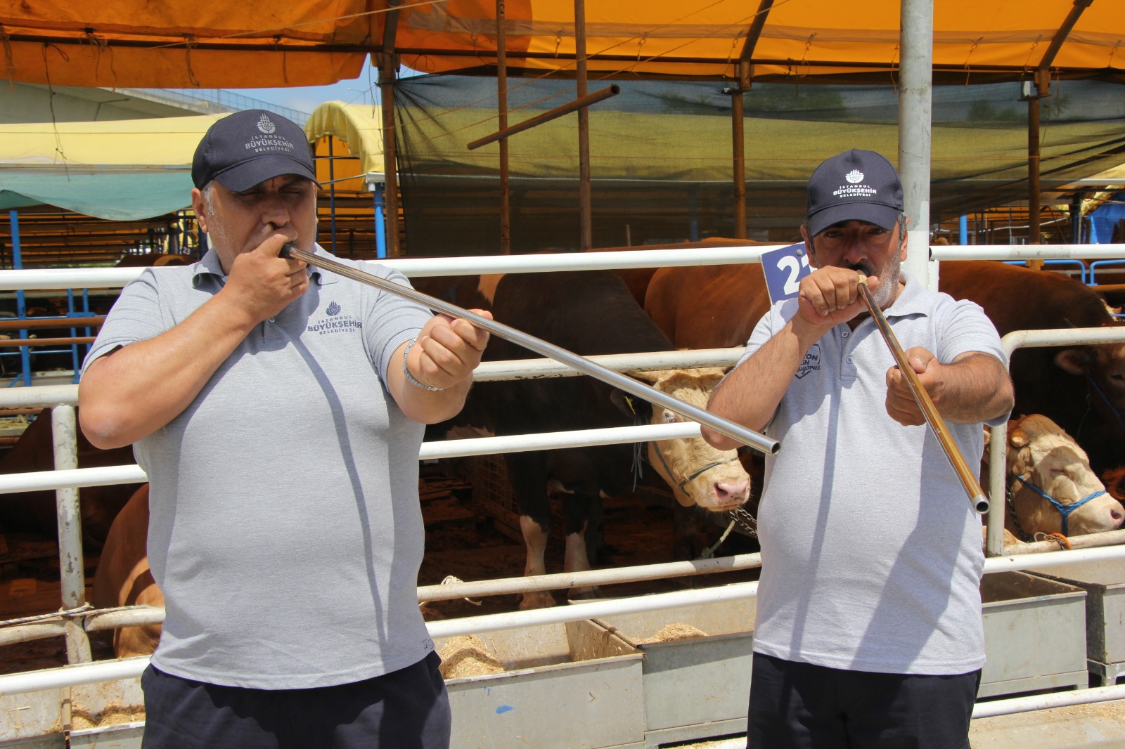 İBB’den Kurban Bayramı’na Özel “Boğa Yakalama Timi” Görev Başında! 🐂💨