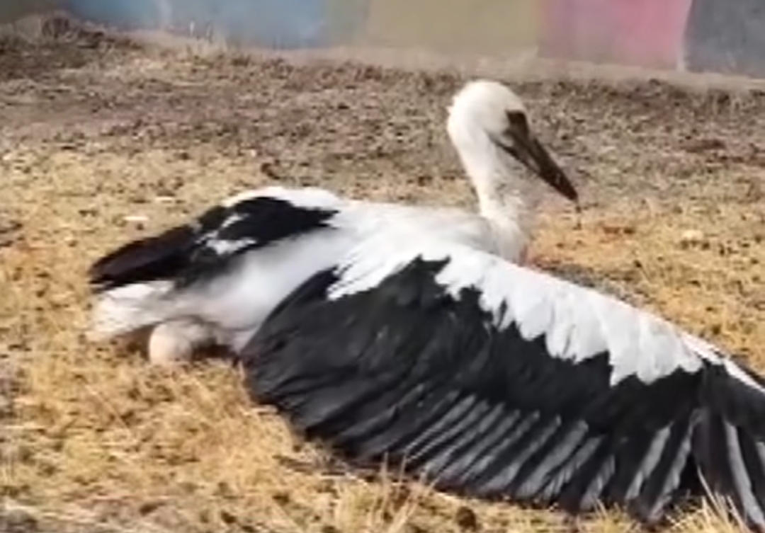 Zile’de Yuvadan Düşen Leylek Yavrusu Tedavi Altına Alındı