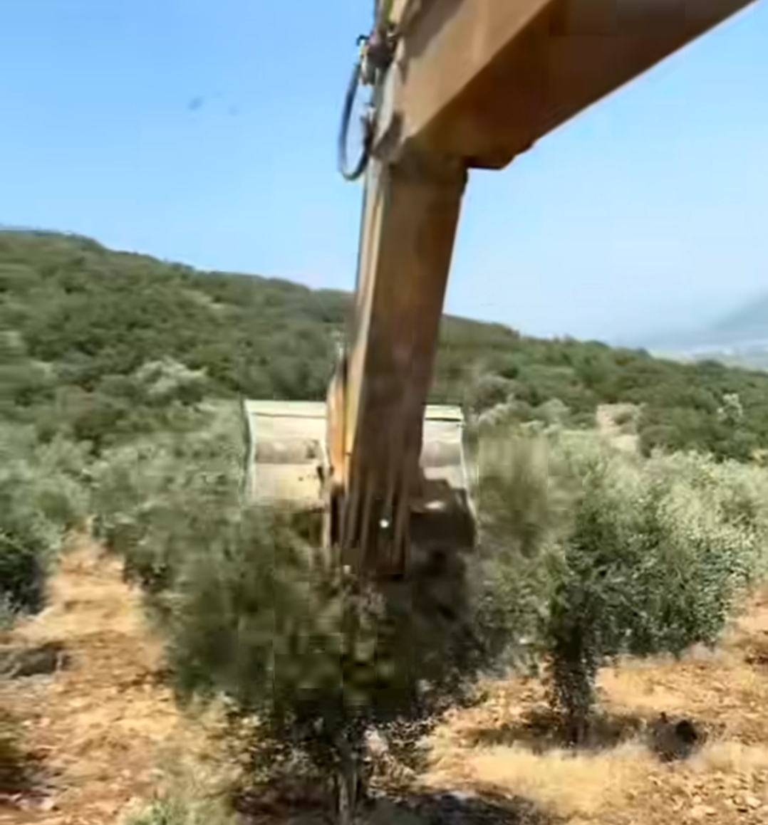 TKP'den Sert Tepki: "Zeytinleri Neden Yok Edeceklerini Açık Açık İlan Ettiler, Bu Yağmayı Durduracağız!"