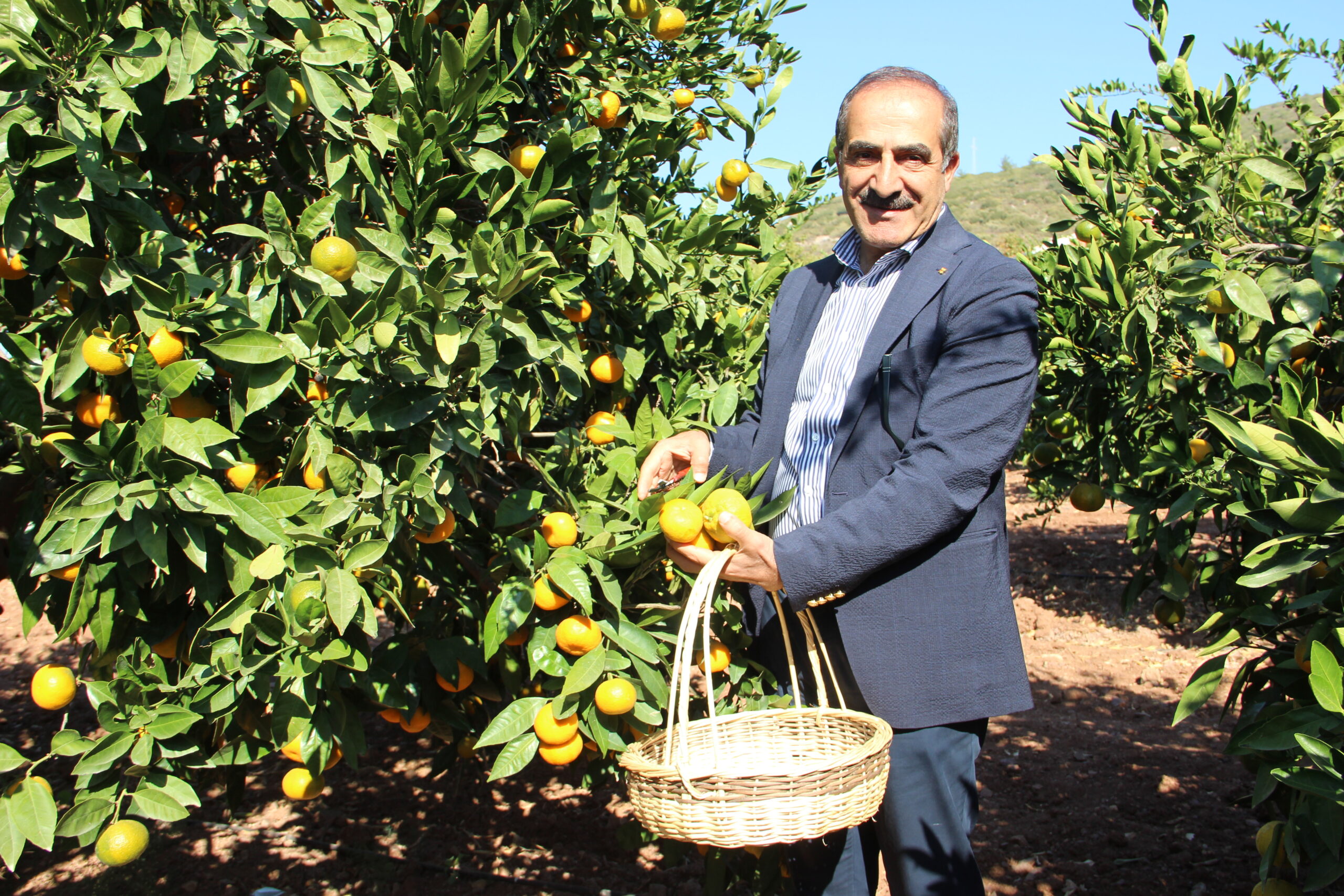İklim Krizi Ege Narenciye Üretimini Vurdu: Rekoltede %34 Düşüş