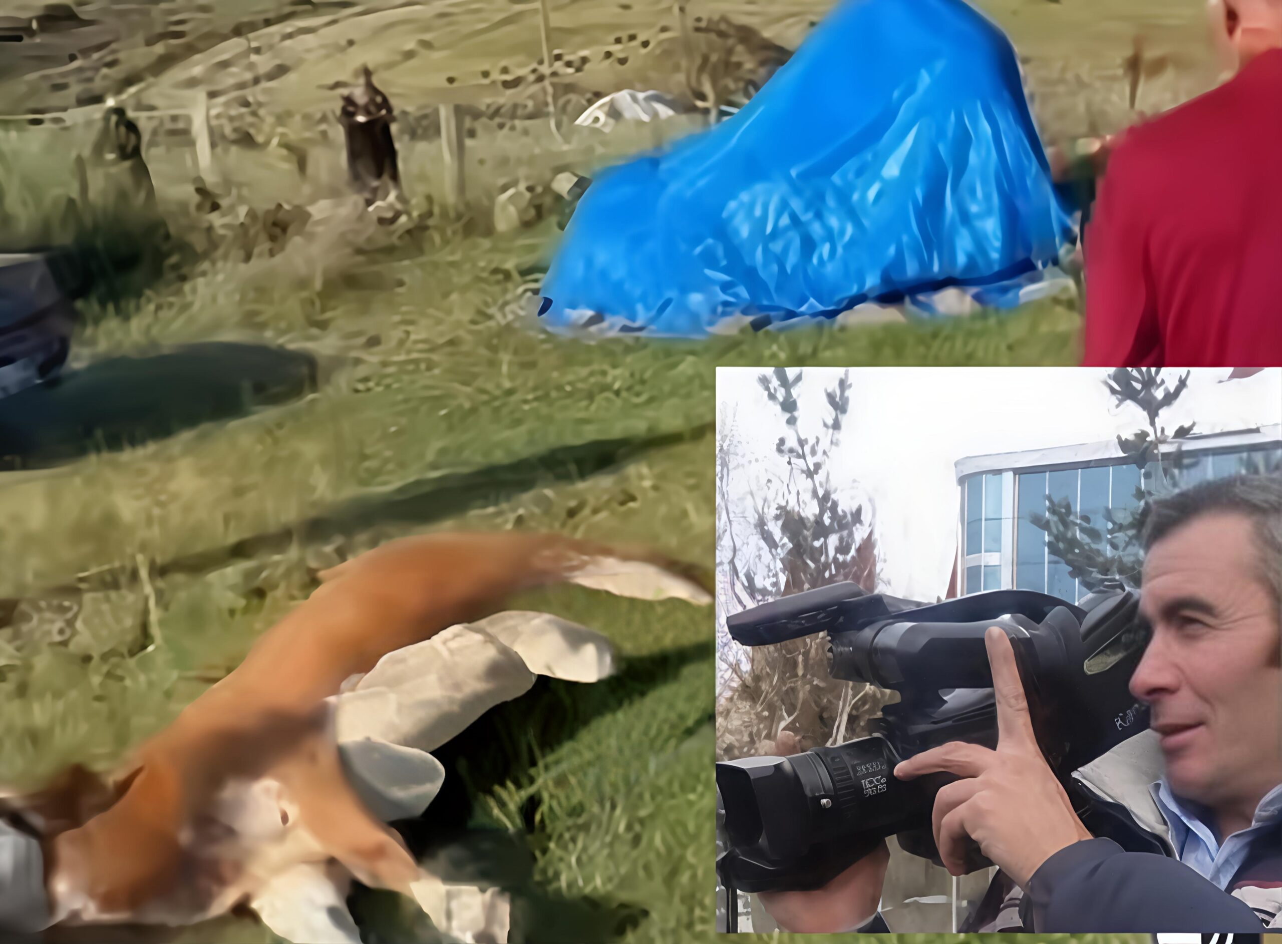 Güneydoğu’da köylünün dramı: Tek ineği ölen kadın gözyaşlarıyla ağıt yaktı