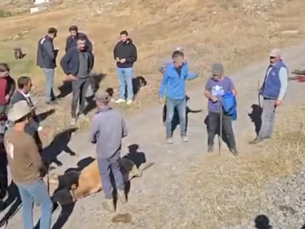 Tren Hattı Faciası: Kars’ta Yük Treni Köy Sürüsüne Daldı, 5 Büyükbaş Hayvan Telef Oldu