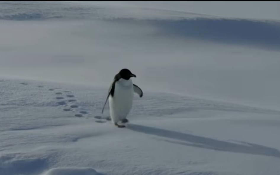 Sürüden Ayrılan Penguen Ankara Kent Konseyi’nde Bulundu!