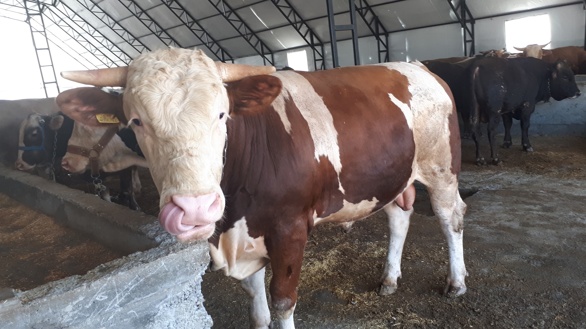 Kurban Bayramı yaklaşıyor… ama bu yıl ne yazık ki eski bayram heyecanından çok, geçim derdi konuşuluyor.